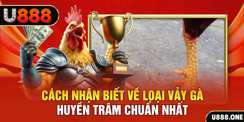 w 88 đá gà trực tiếp thomo hôm nay