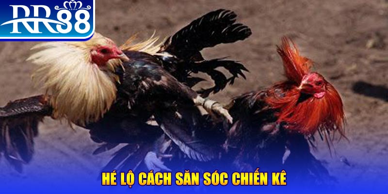 w 88 chọi gà c1